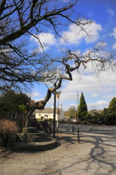 Townend Caton old oak tree and fish stones