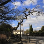 Townend Caton old oak tree & fish stones